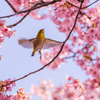 児島湖 河津桜 メジロ 8