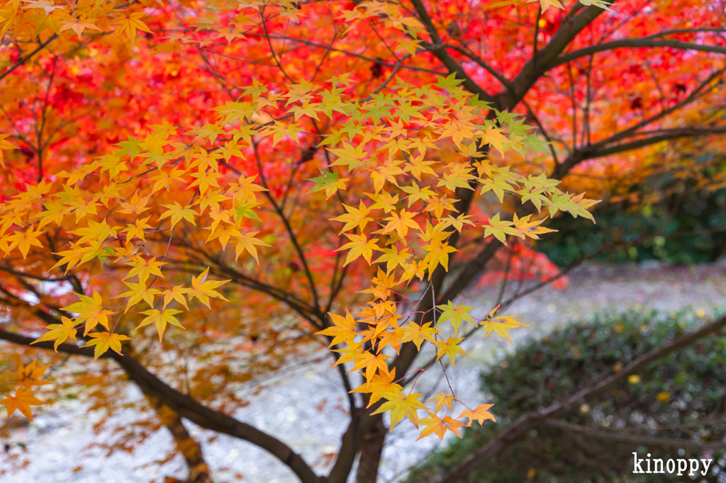 洞光寺 紅葉 6