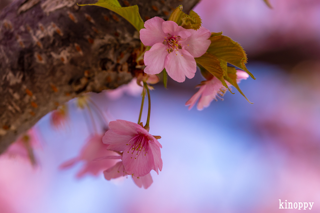 児島湖花回廊 河津桜 4