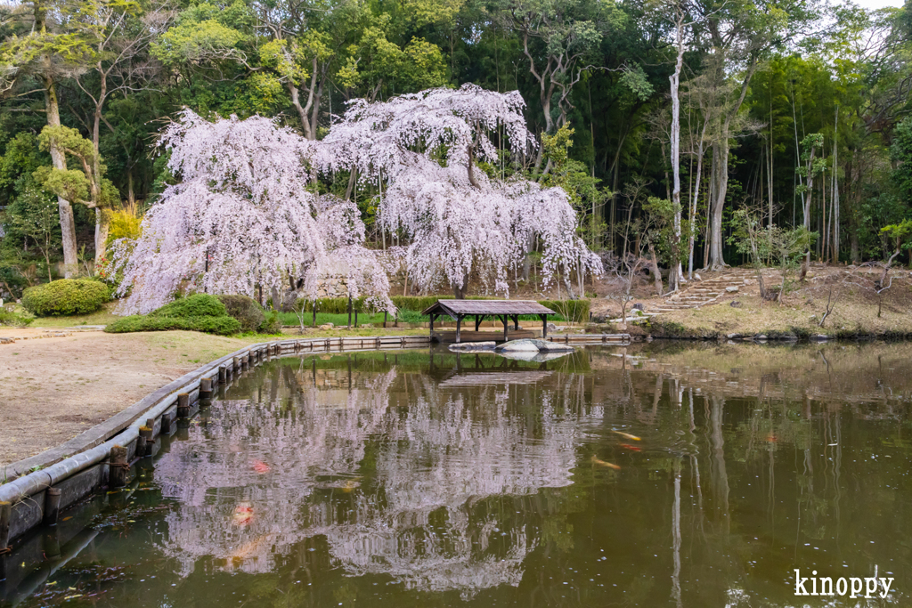 曹源寺 しだれ桜 2