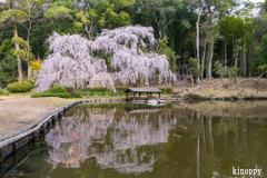 曹源寺 しだれ桜 2