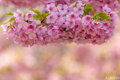 白野江植物公園 河津桜 2