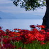 桂浜園地 彼岸花 5