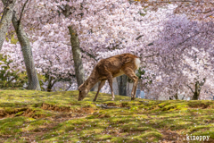 奈良公園 桜 4