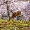 奈良公園 桜 4