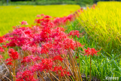 葛城古道 彼岸花