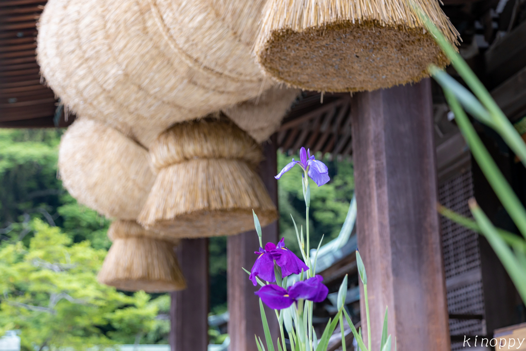 宮地嶽神社 菖蒲 7