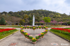 兵庫県立フラワーセンター 4