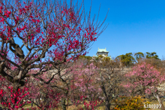 大阪城公園 梅園 2