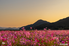 馬場 コスモス畑 3