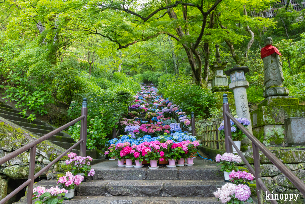 長谷寺 あぢさゐ回廊