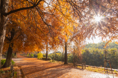 播磨中央公園 ラクショウ 3