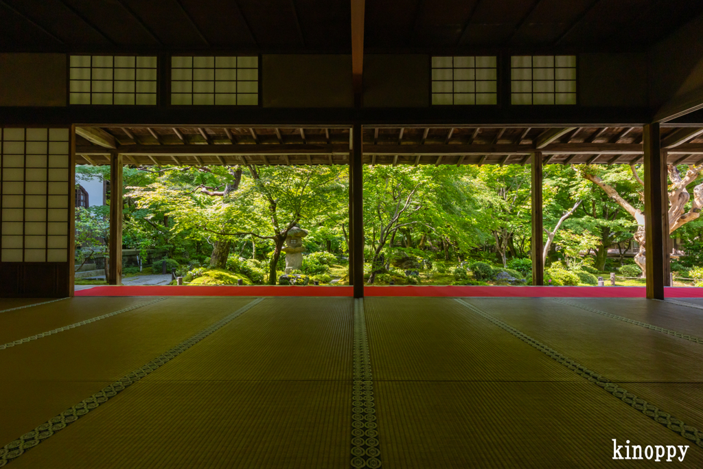 圓光寺 新緑