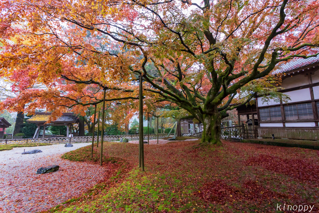 雷山千如寺大悲王院 紅葉