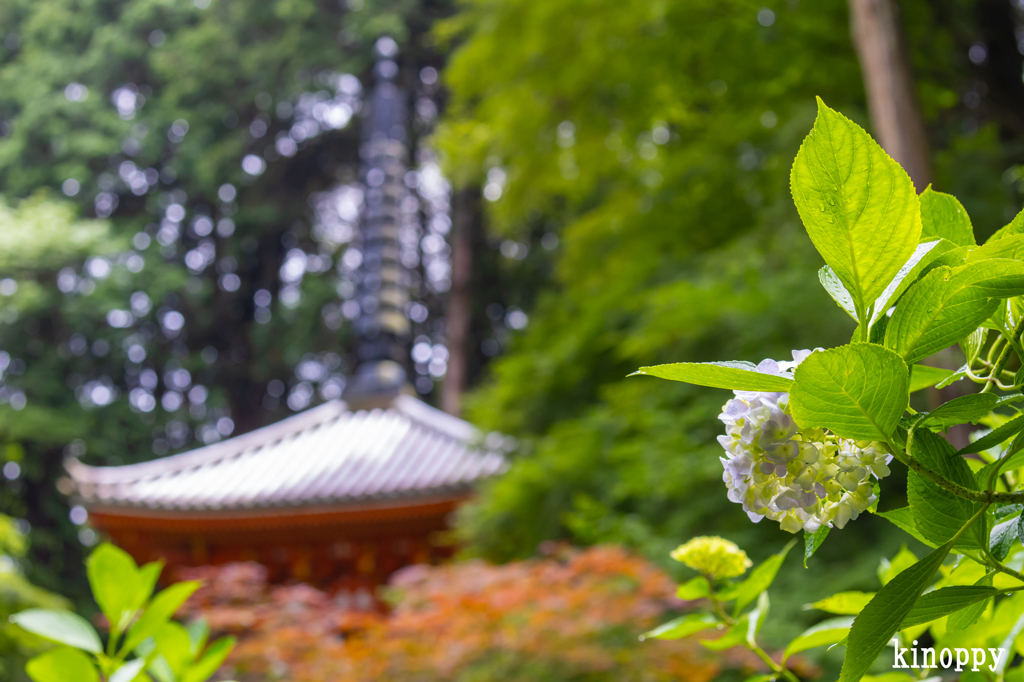 岩船寺 アジサイ 7