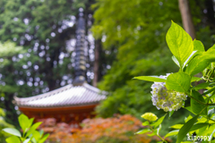 岩船寺 アジサイ 7