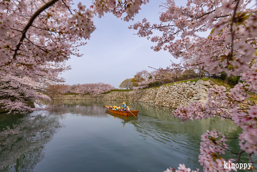 姫路城 桜 3