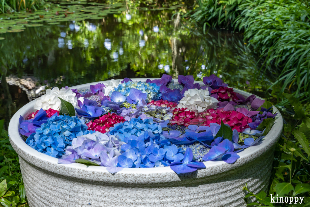 岩船寺 アジサイ 9