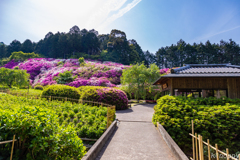 三室戸寺 ツツジ