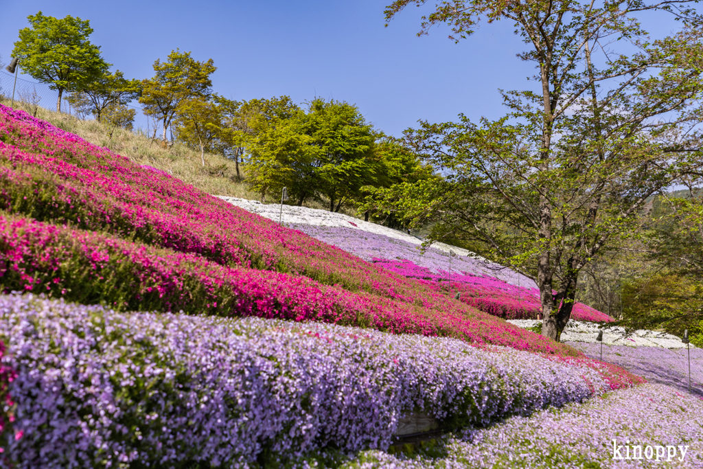 ヤマサ蒲鉾 芝桜
