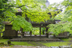 高源寺 新緑 8