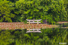 弁天池 沈み鳥居