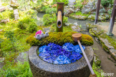 柳谷観音楊谷寺 5