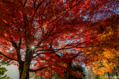 安国寺 紅葉