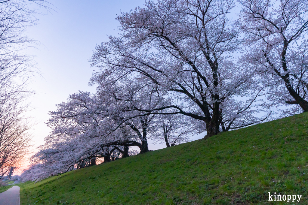 淀川河川公園背割堤 桜並木