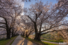 淀川河川公園 背割堤 桜並木 3