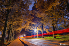 メタセコイヤ並木 2