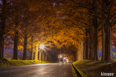 メタセコイア並木 紅葉
