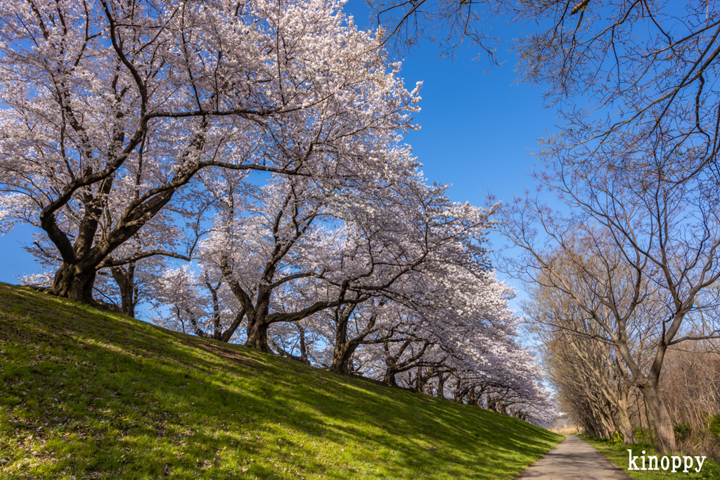 淀川河川公園 背割堤 桜並木 6