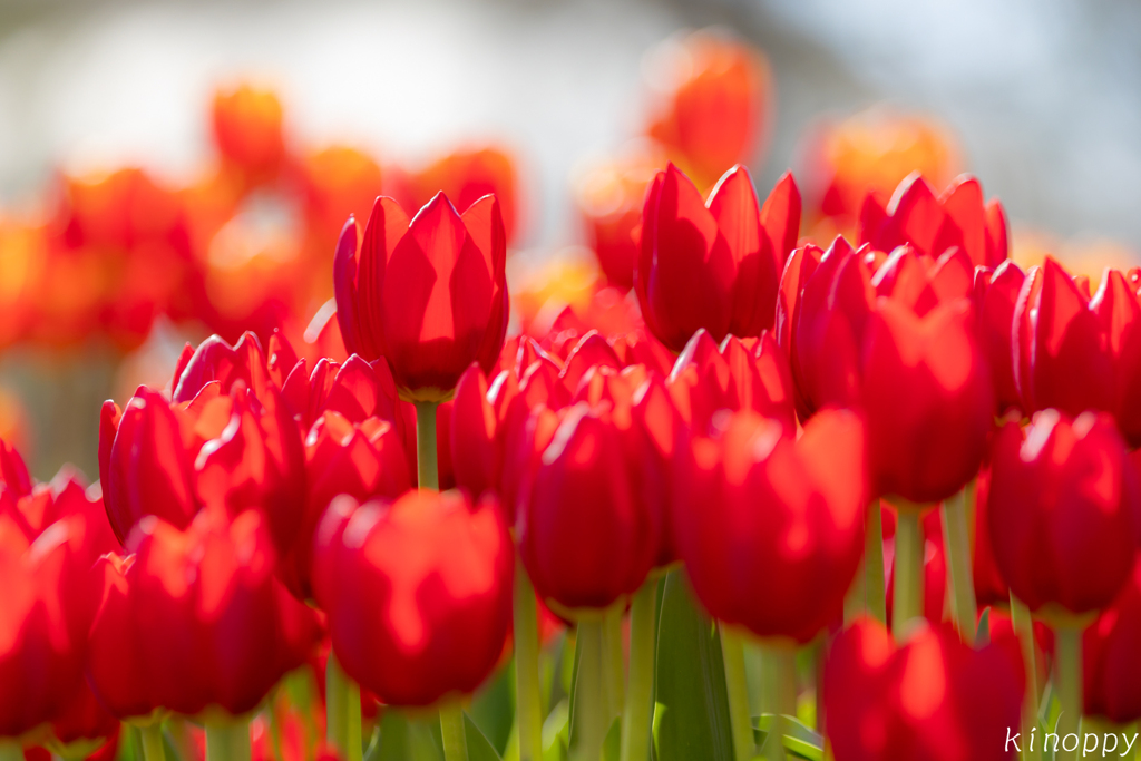 アイスチューリップ