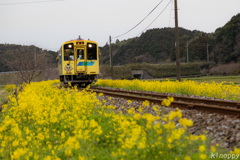 平成筑豊鉄道 菜の花