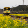 平成筑豊鉄道 菜の花