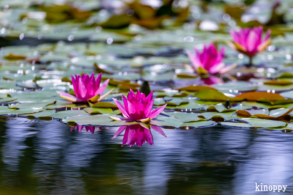 水生植物公園みずの森 5