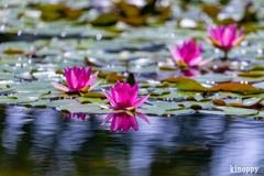 水生植物公園みずの森 5