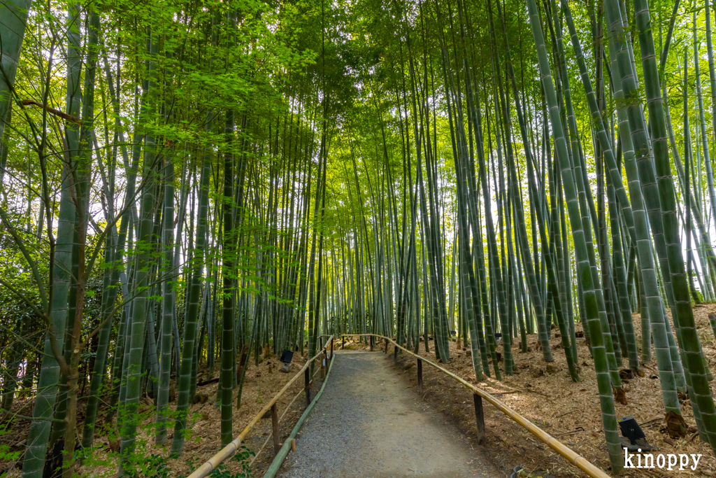 高台寺 竹林