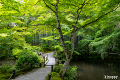 圓光寺 新緑 7