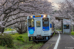 松浦鉄道 桜のトンネル 2