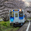 松浦鉄道 桜のトンネル 2
