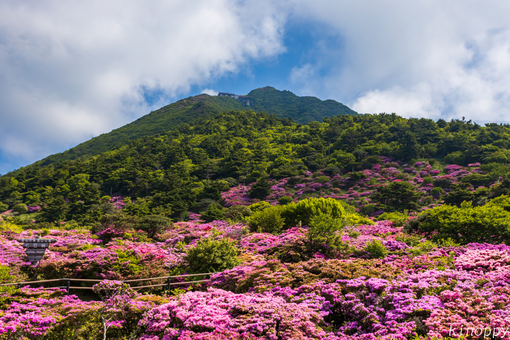雲仙仁田峠 ミヤマキリシマ 5