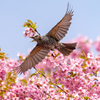 児島湖 河津桜 ヒヨドリ 4
