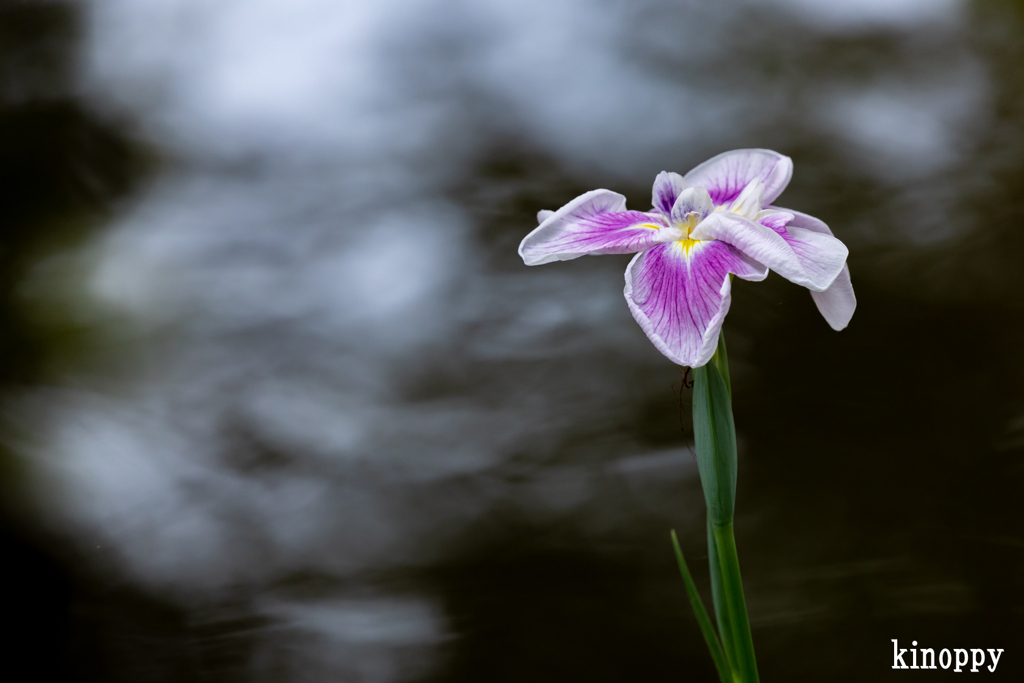 梅宮大社 神苑 菖蒲 6