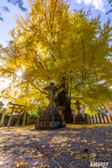 素盞雄神社 紅葉 3