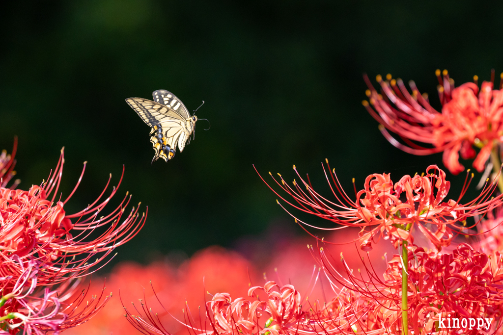 彼岸花とアゲハ蝶 2