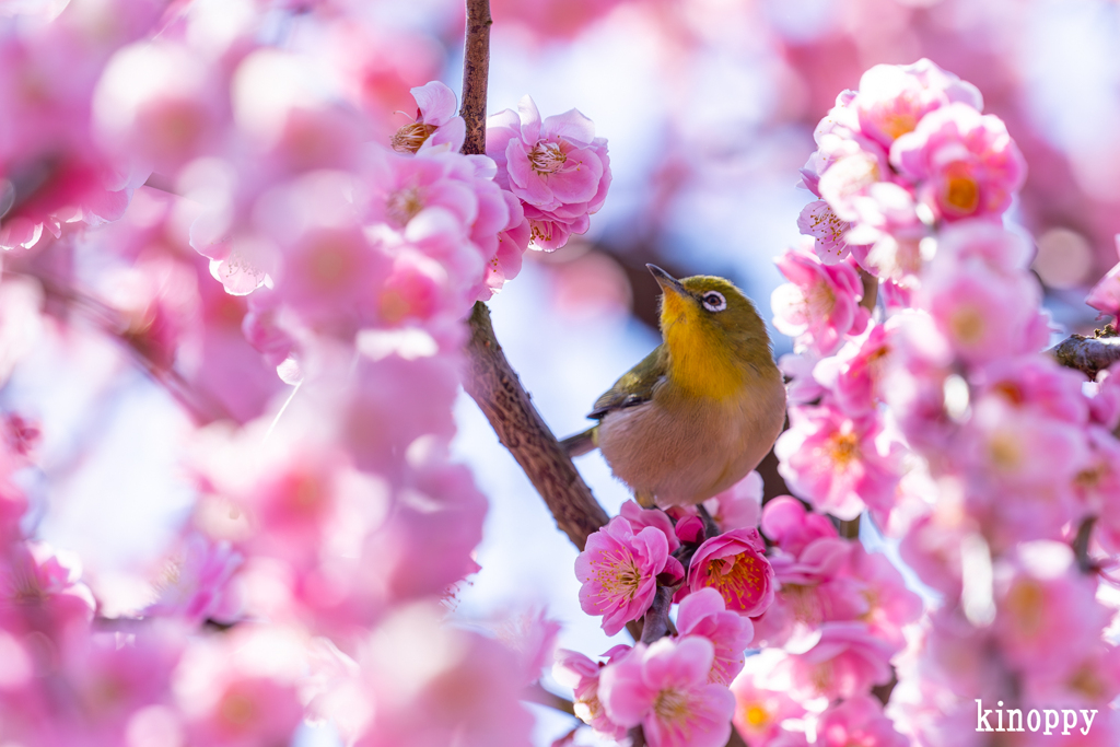 鈴鹿の森庭園 メジロ