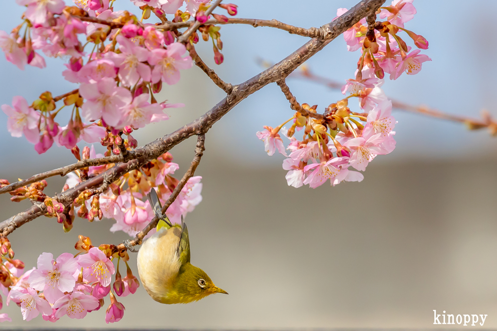 河津桜 メジロ 2