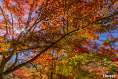 神戸森林植物園 紅葉 3